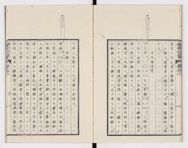K0021s0253