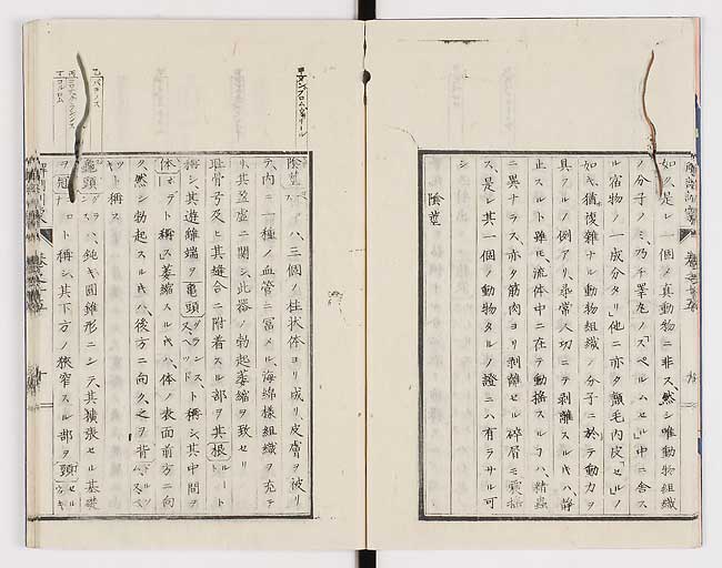 K0021s0480