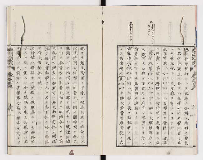 K0021s0482