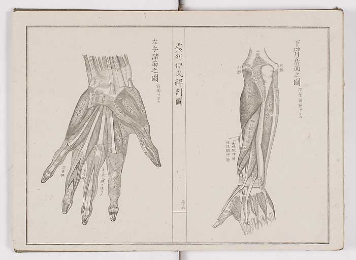 K0036s0039