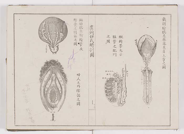 K0036s0081