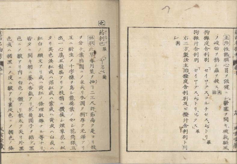 ensei iho meibutsuko v.10