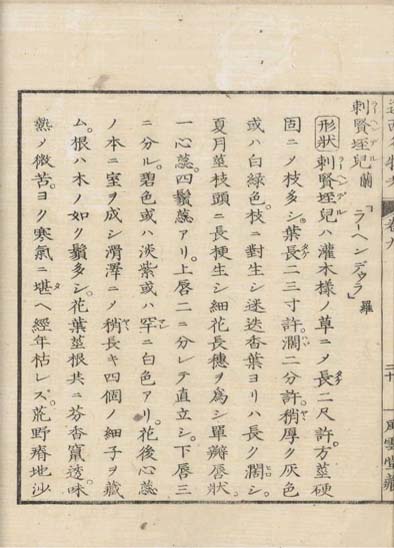 ensei iho meibutsuko v.9