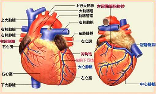 梗塞 背中 心筋 心筋梗塞