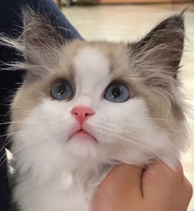 助教 景山 裕介