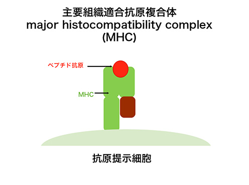 主要組織適合抗原複合体 major histocompatibility complex(MHC)