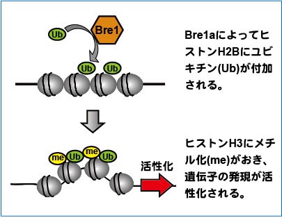 function of bre1a