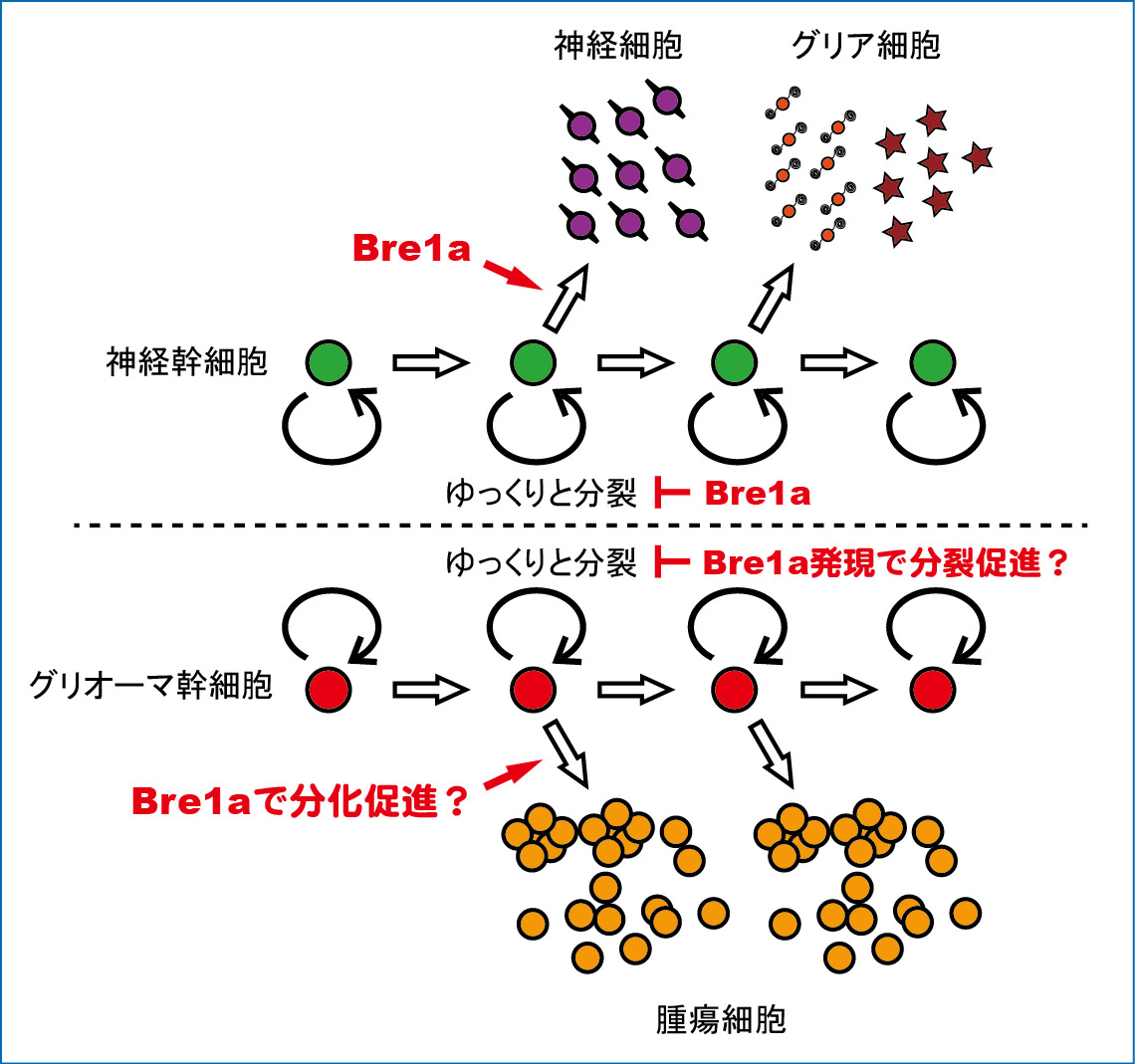 function of bre1a