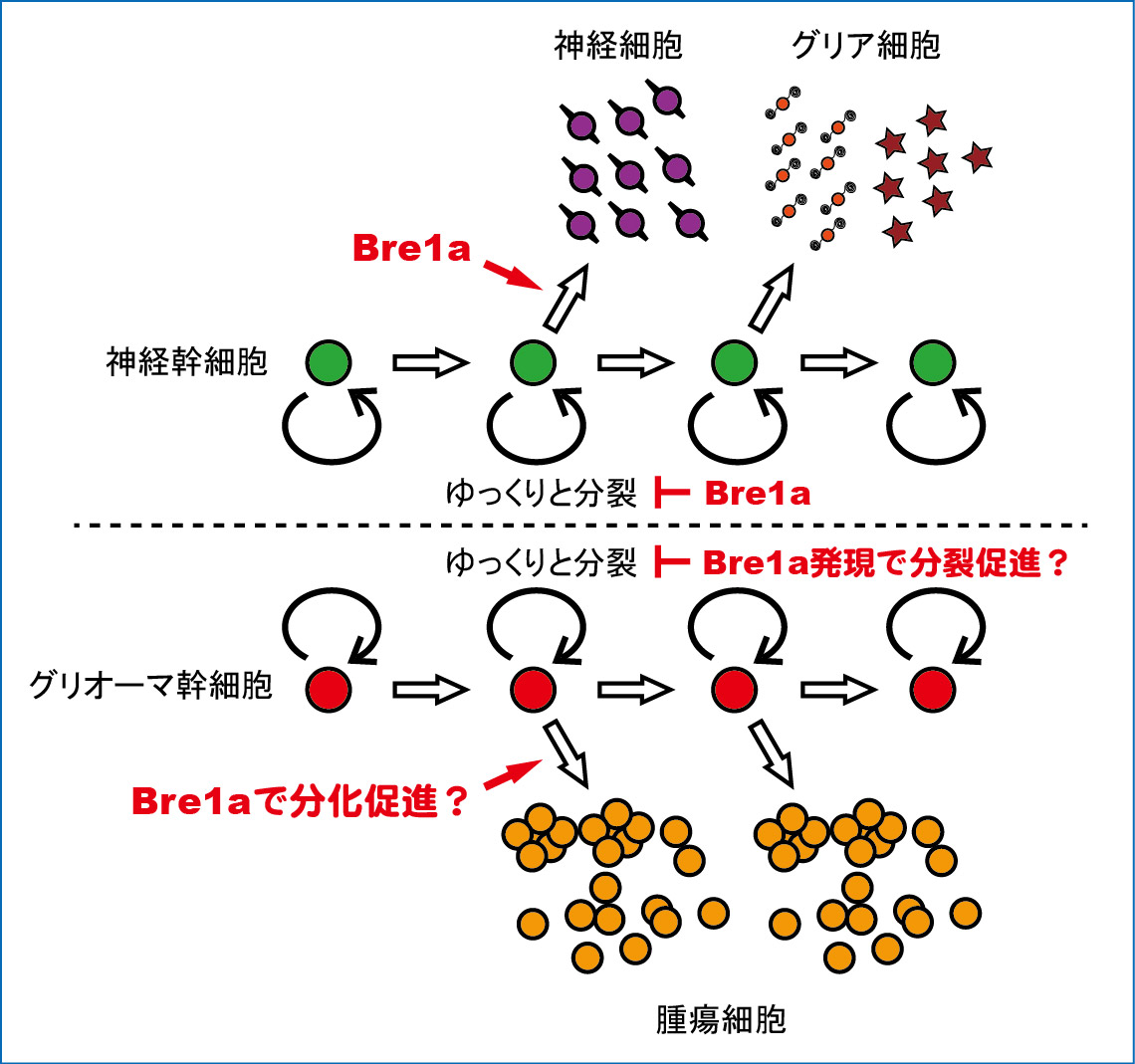 function of bre1a