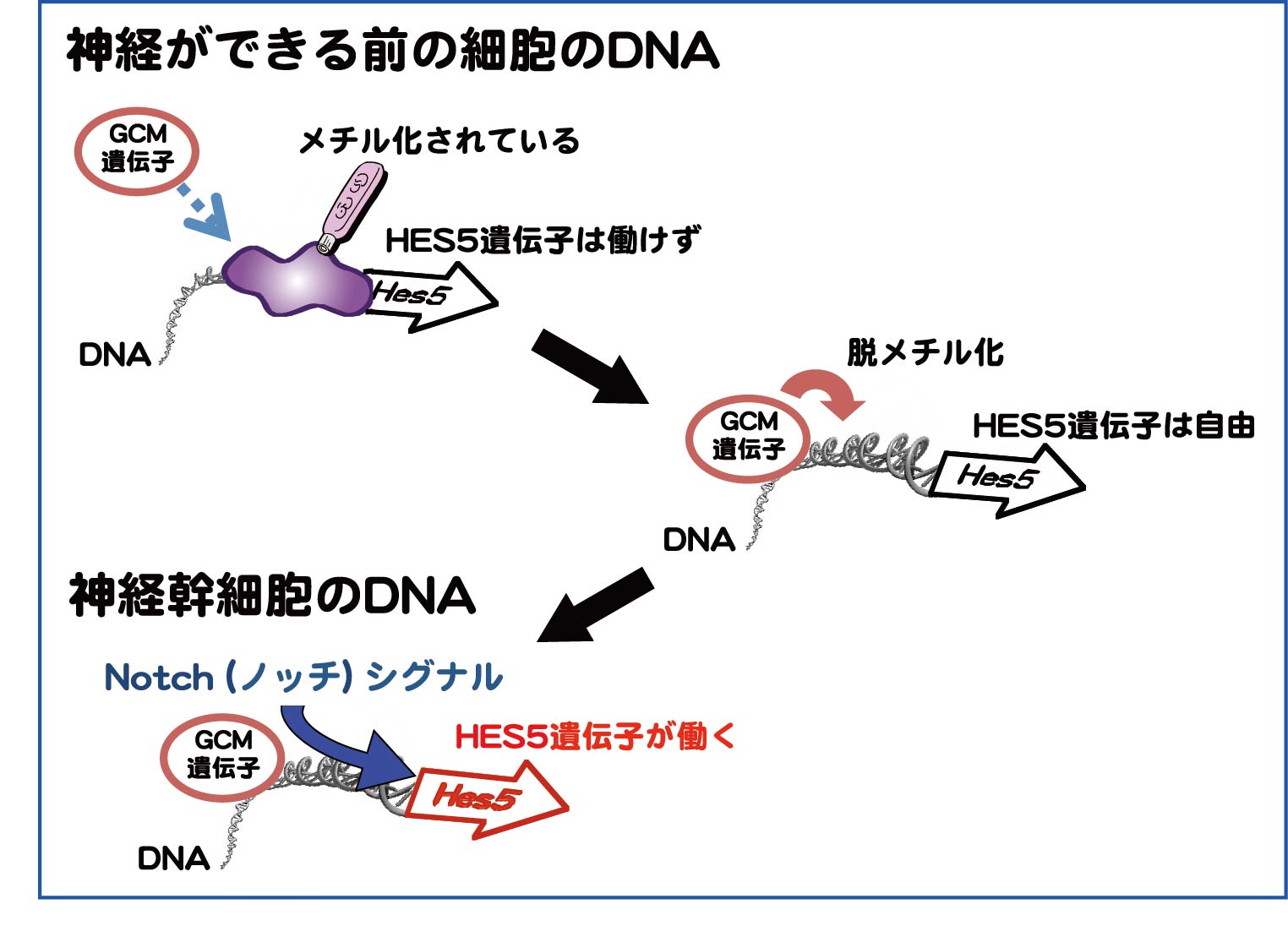 Nat Neurosci Fig1