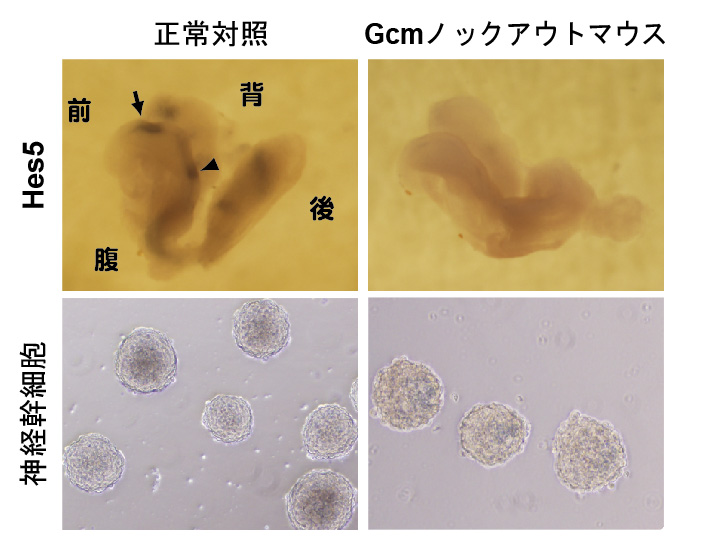 Nat Neurosci Fig2