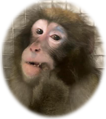 Morimura