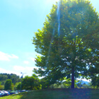 写真:滋賀医科大学中庭の木
