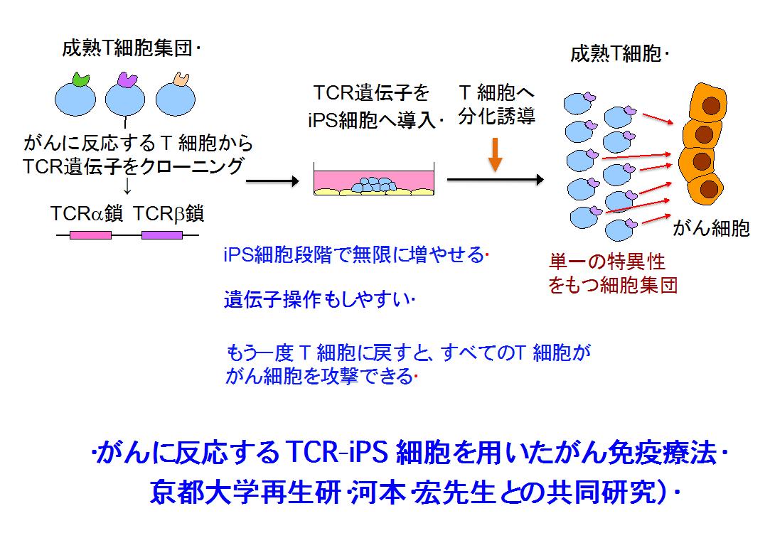 図：MHCホモサル由来のiPS細胞に、がんに反応するTCR遺伝子を導入してからT細胞へ分化誘導することにより、導入したTCRを高発現させ、かつがんを殺傷する活性の高いT細胞を再生することを目指します