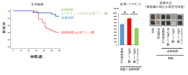 食事に含まれるアミノ酸の役割――食事制限下におけるマウスの寿命・腎機能・筋力への影響