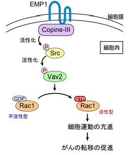 Epithelial membrane protein 1は、copine-III、Rac1を介して細胞運動を亢進させ、がんの転移を促進する