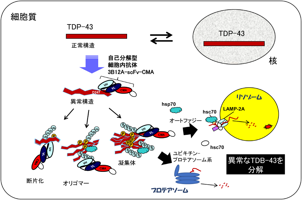 図3　二つのタンパク質分解経路への指向性を有する細胞内抗体を用いた、筋萎縮性側索硬化症(ALS) 関連蛋白質TDP-43凝集体の除去