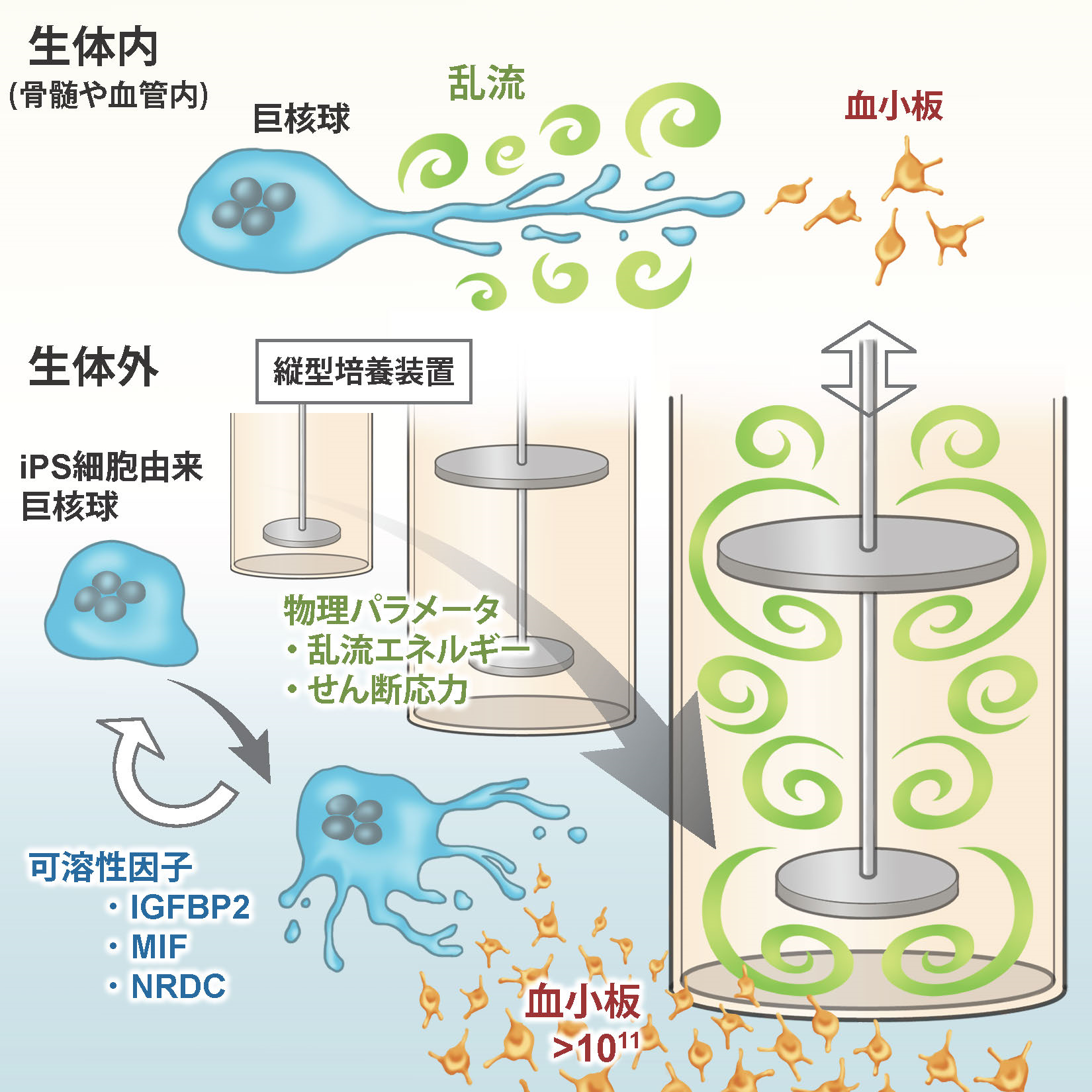 最新研究の紹介(2010 - 2018年度) | 滋賀医科大学