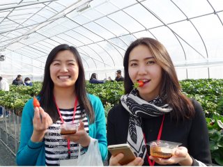 イチゴ狩りの様子 写真:イチゴ狩りの様子