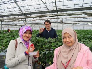 Strawberry Picking Strawberry Picking