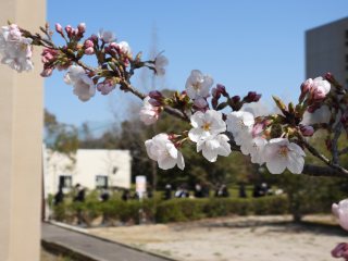 写真：新入生と桜