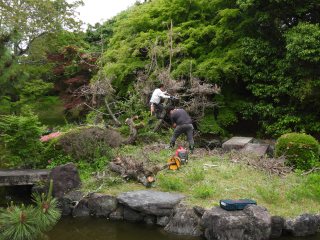 4.枯れた松の伐採