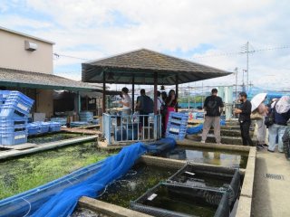 郡山金魚資料館・養殖場の見学