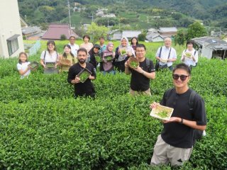 茶摘み体験