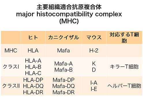 主要組織適合抗原複合体 major histocompatibility complex (MHC)