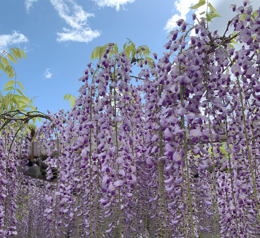 藤の花アイコン